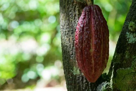 Cocoa fruit Stock Photos