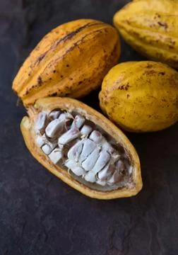 Cocoa fruit Stock Photos