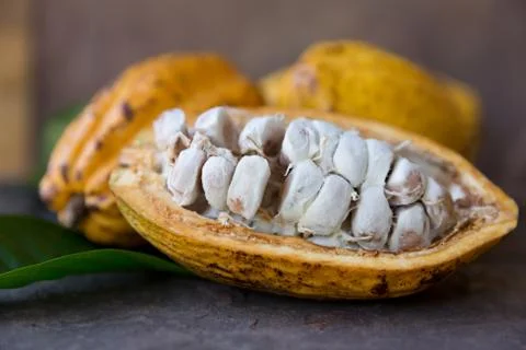 Cocoa fruit Stock Photos