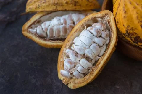 Cocoa fruit Stock Photos