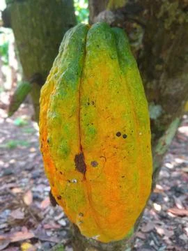 Cocoa fruit Stock Photos