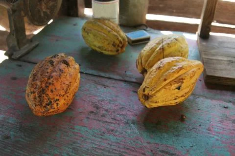 Cocoa fruit pods Stock Photos