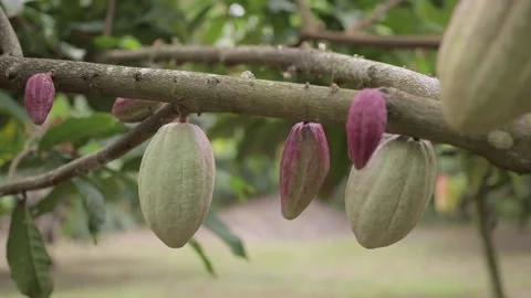 Cocoa Fruits Tree Stock Footage 157344628