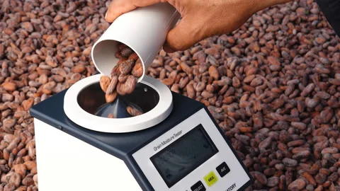 Cocoa Grain Moisture Tester Video stock 144937679