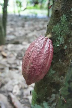 Cocoa Growing Foto stock