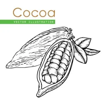 Cocoa hand drawn Stock Illustration