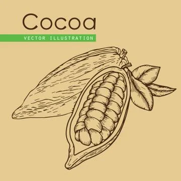 Cocoa hand drawn Stock Illustration