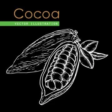 Cocoa hand drawn Stock Illustration