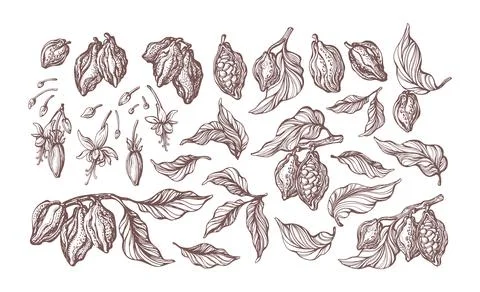 Cocoa hand drawn set. Botanical sketch of bean, fruit, leaf, grain, flower in Stock Illustration