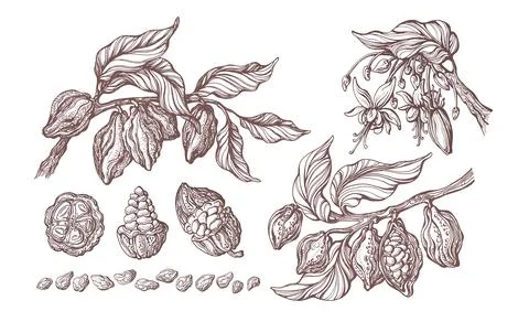 Cocoa hand drawn set. Vector vintage illustration. Botanical sketch of bean,  Stock Illustration