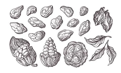 Cocoa hand drawn set. Vector illustration. Chocolate ingredient. Botanical sk Stock Illustration