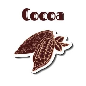Cocoa hand drawn sticker Stock Illustration