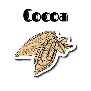 Cocoa hand drawn sticker Stock Illustration