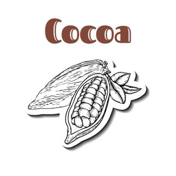 Cocoa hand drawn sticker Stock Illustration