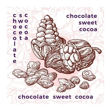 Cocoa hand drawn template. Vector illustration. Chocolate ingredient. Botanic Stock Illustration