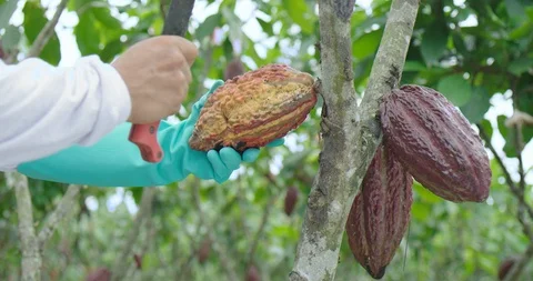Cocoa harvesting  Stock Footage 125080896