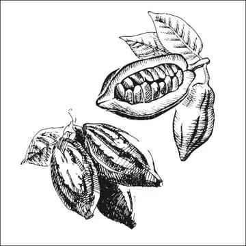 Cocoa Stock Illustration