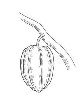 Cocoa illustration, drawing Stock Illustration