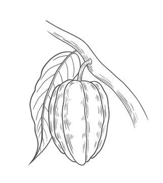 Cocoa illustration, drawing Stock Illustration