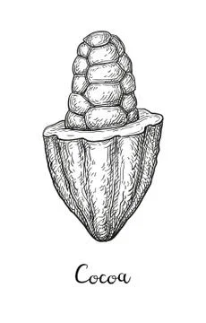 Cocoa ink sketch. Stock-Illustration