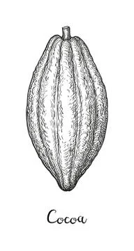 Cocoa ink sketch. Stock Illustration