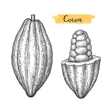 Cocoa ink sketch. Stock Illustration