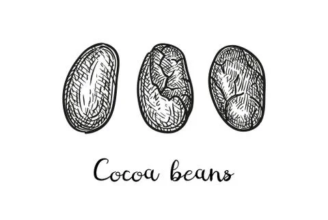 Cocoa ink sketch. Illustrazione stock