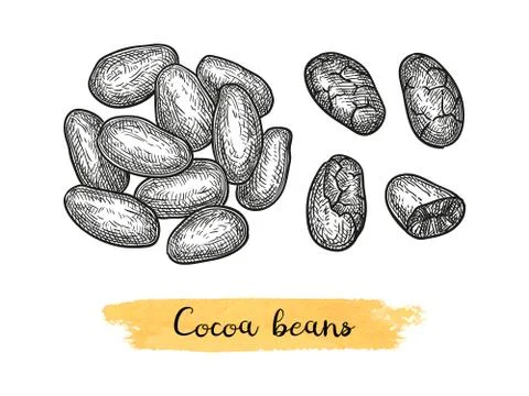Cocoa ink sketch. Stock Illustration