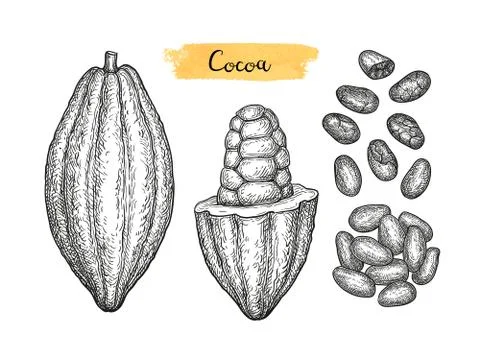 Cocoa ink sketch. Stock Illustration