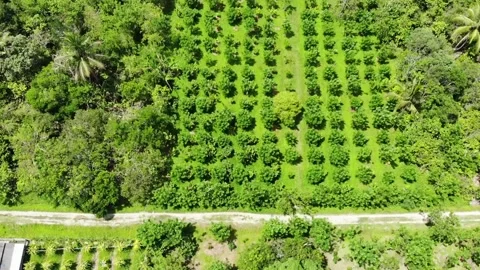 Cocoa land and the forest Stock Footage 158488840