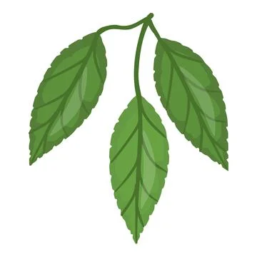 Cocoa leaf tree icon cartoon vector. Bean plant Stock Illustration