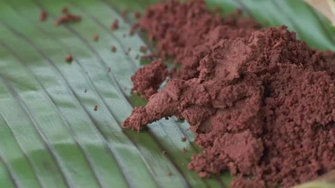Cocoa maker grinding cocoa beans in hand mill Stock Footage 321641697
