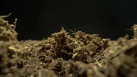 Cocoa Moition Control Timelapse Stock Footage 305827816