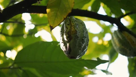Cocoa natural fruit in a cinematic slow motion. Stock Footage 152914946