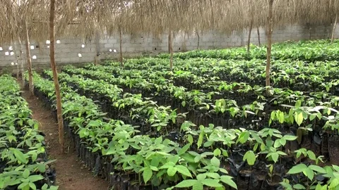 Cocoa nursery Stock Footage 80618263