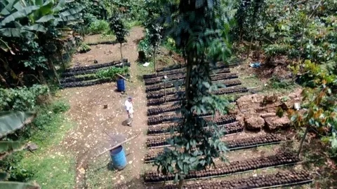 Cocoa nursery in the rainforest Stock Footage 87191818