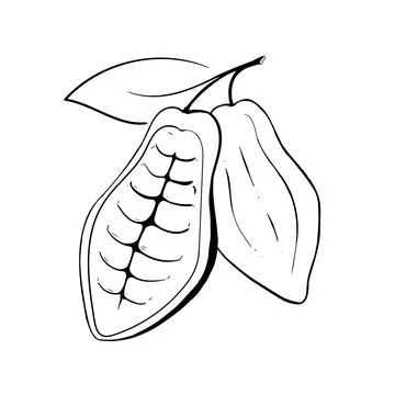 Cocoa open fruit. Chocolate cocoa beans. Stock Illustration