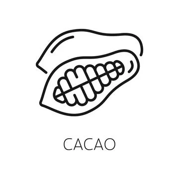 Cocoa or cacao beans isolated outline icon Stock Illustration