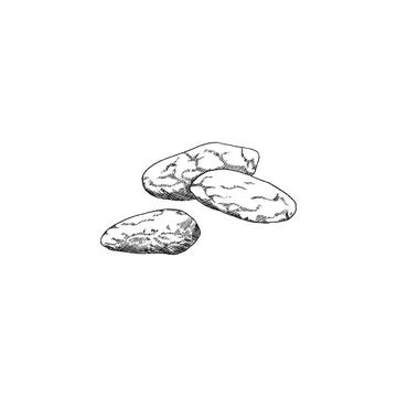 Cocoa or cacao dry beans, engraving black line vector illustration isolated. Stock Illustration