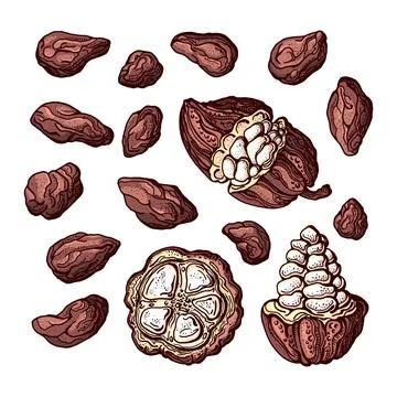 Cocoa paint set. Vector chocolate ingredient. Botanical color sketch of bean, Stock Illustration