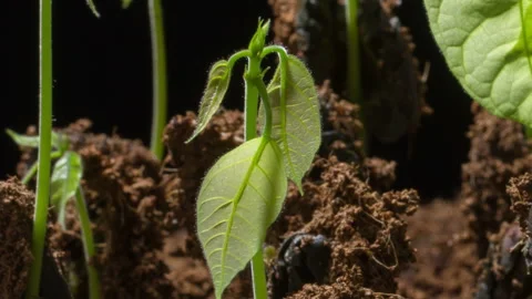 Cocoa paradise Stock Footage 305826125
