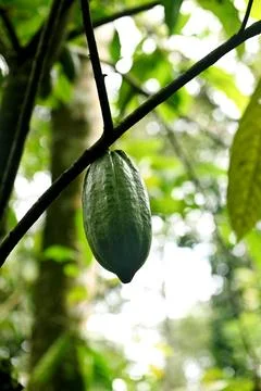 Cocoa Foto stock
