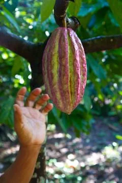 Cocoa picking Stock Photos