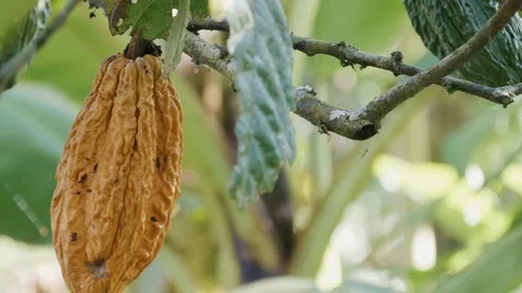 Cocoa Plant Ecuador Stock Footage 97089923