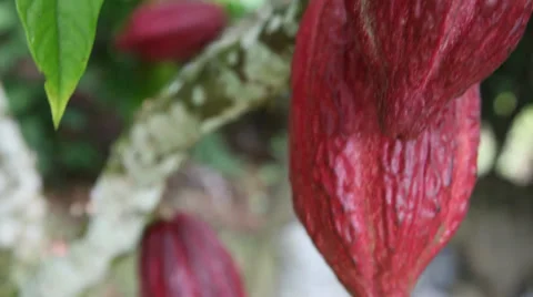 Cocoa plant Vídeos de archivo 35840885