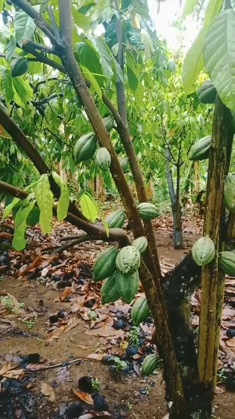 Cocoa plant Stock Footage 232032751