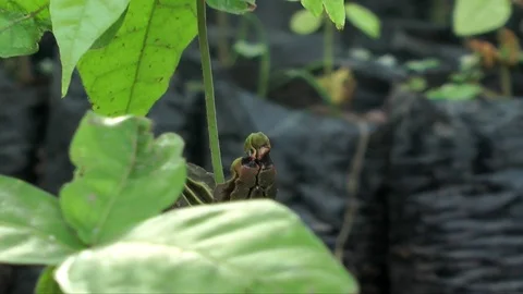 Cocoa plant in a nursery Video stock 80617473
