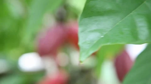 Cocoa plant rack focus Vídeos de archivo 35840904