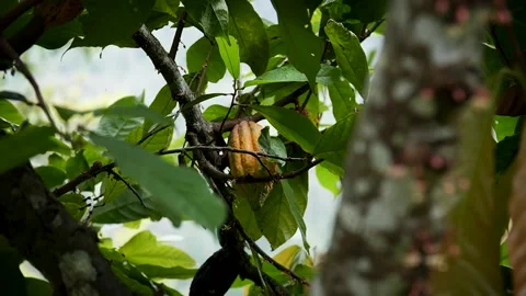 Cocoa plant tree Video stock 278204401