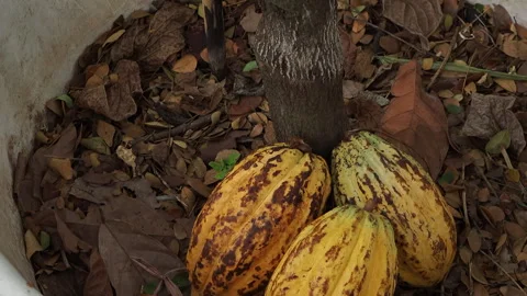 Cocoa pod on the cacao tree Stock Footage 263003932